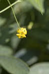 Creeping cucumber